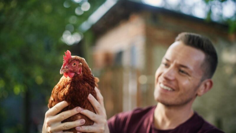 Jak karmić kury na wolnym wybiegu?