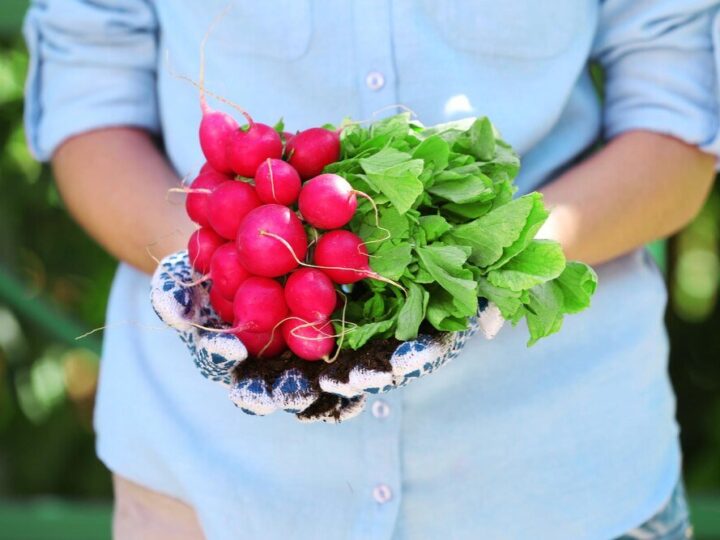 Kiedy siać rzodkiew – najlepsze terminy siewu