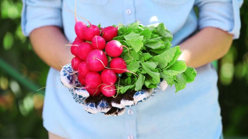 Kiedy siać rzodkiew – najlepsze terminy siewu