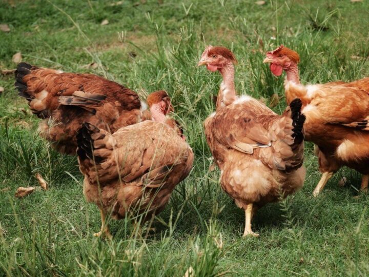 Kury nioski – rasy najlepsze do hodowli