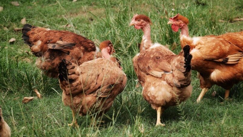 Kury nioski – rasy najlepsze do hodowli