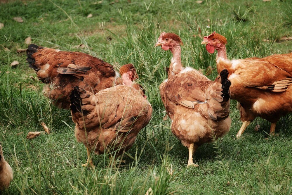 Kury nioski – rasy najlepsze do hodowli