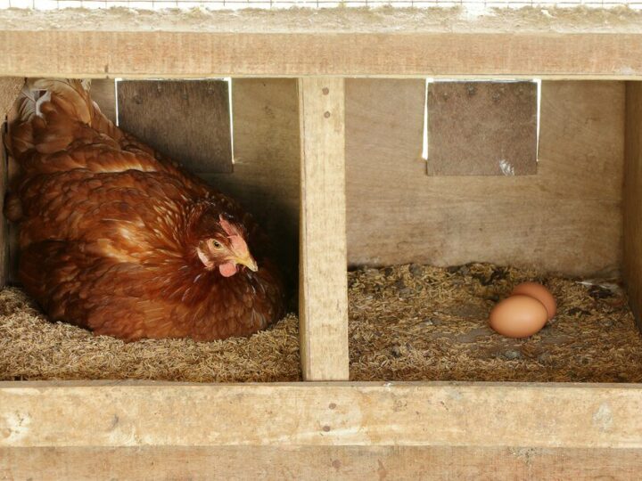 Wymiar gniazda dla kury – optymalne rozmiary