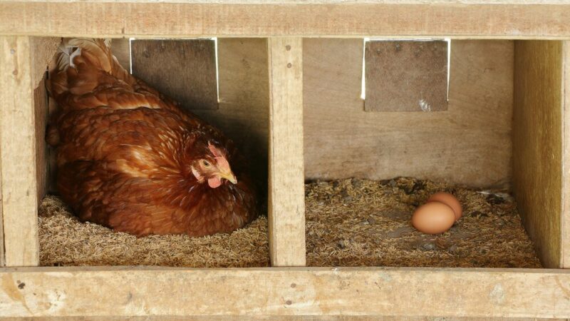 Wymiar gniazda dla kury – optymalne rozmiary