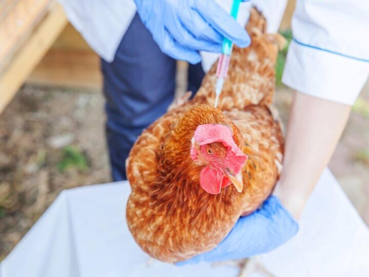 Biegunka u kur niosek – domowe sposoby leczenia