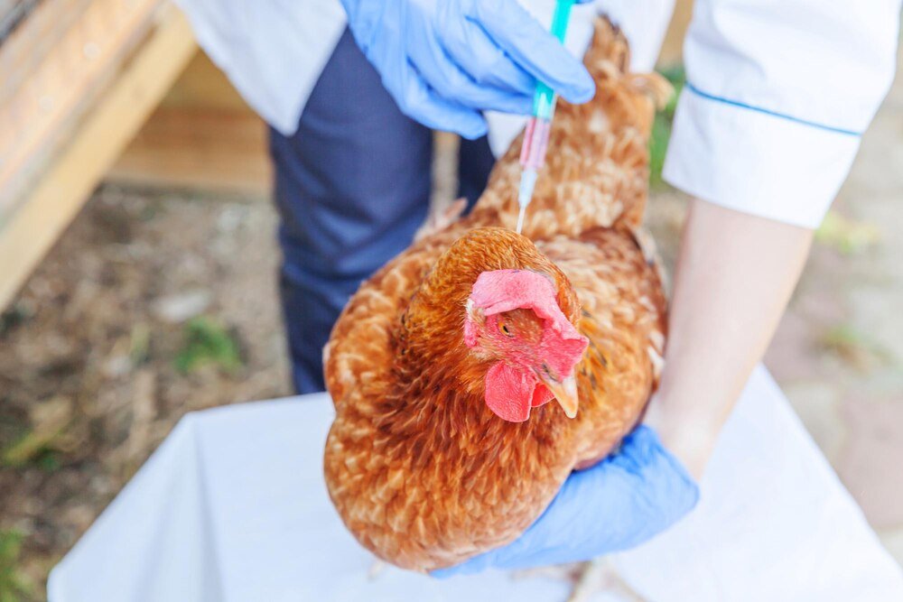 Biegunka u kur niosek – domowe sposoby leczenia