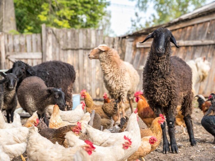 Chów ekstensywny – zalety, wady i przykłady