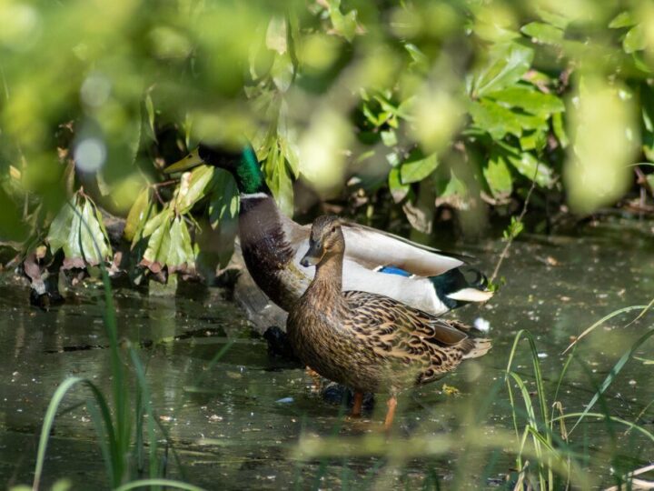 Co jedzą dzikie kaczki – naturalna dieta w środowisku