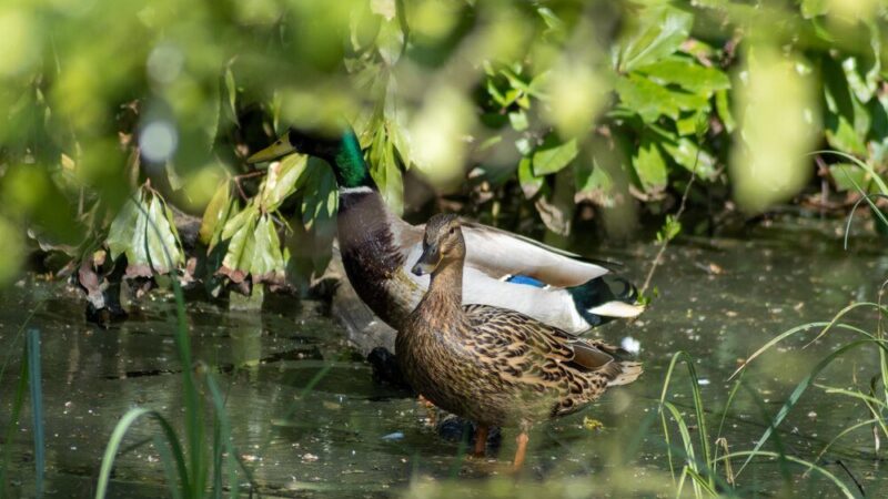 Co jedzą dzikie kaczki – naturalna dieta w środowisku