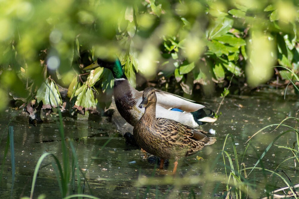 Co jedzą dzikie kaczki – naturalna dieta w środowisku