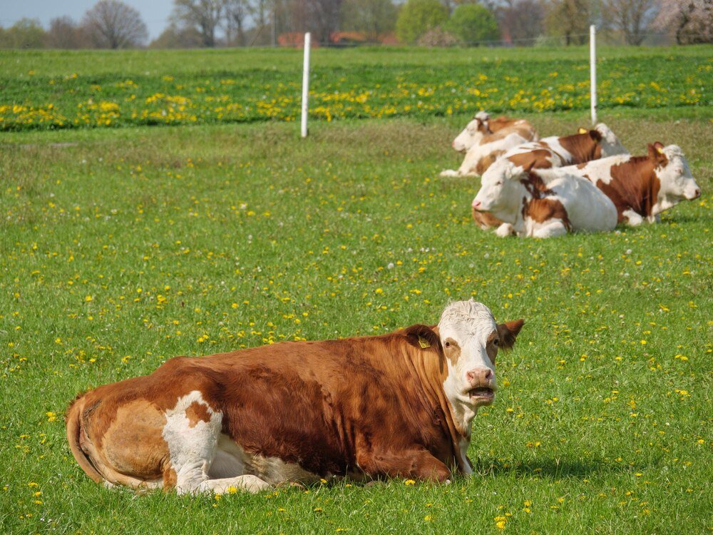 Co jedzą krowy – podstawy żywienia bydła