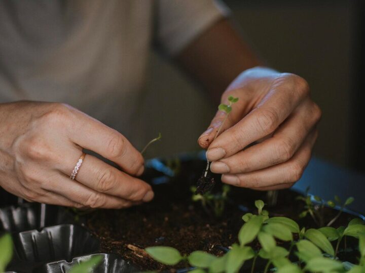 Co mozna siać w sierpniu – siewy na jesień i zimę