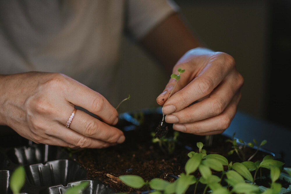 Co mozna siać w sierpniu – siewy na jesień i zimę