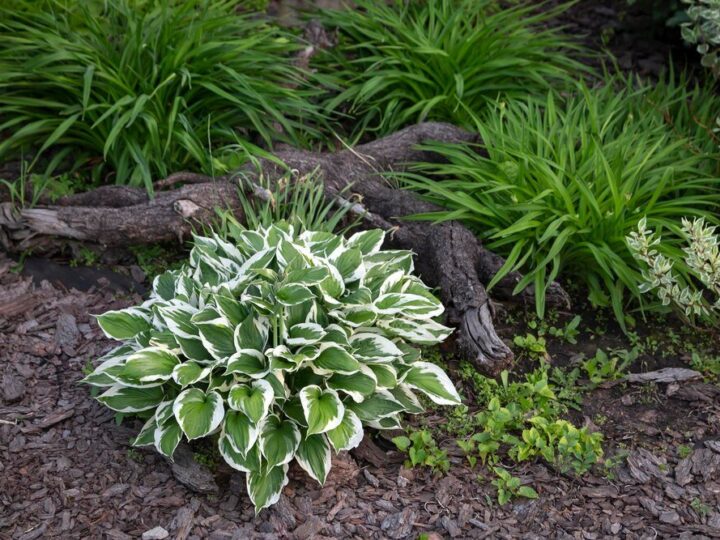 Co posadzić pod wierzbą hakuro – rośliny znoszące cień i suszę