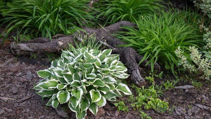 Co posadzić pod wierzbą hakuro – rośliny znoszące cień i suszę