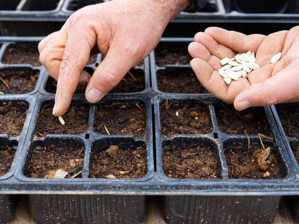 Co sadzić w marcu – kalendarz prac ogrodnika