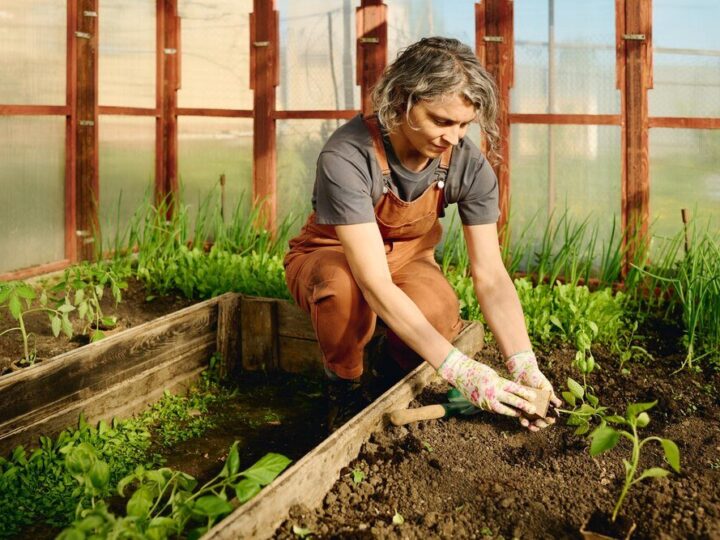Co siać w lipcu – warzywa i rośliny na późny plon