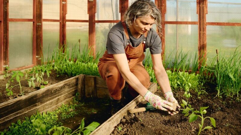 Co siać w lipcu – warzywa i rośliny na późny plon