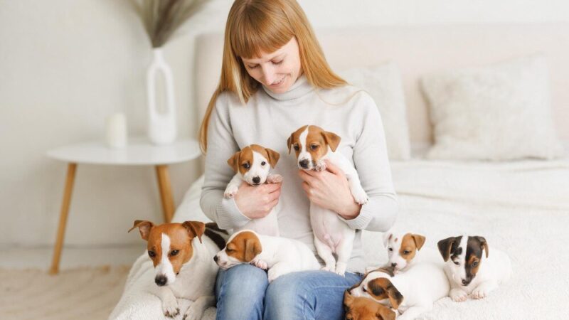 Czarna lista hodowli psów – na co uważać przy wyborze?