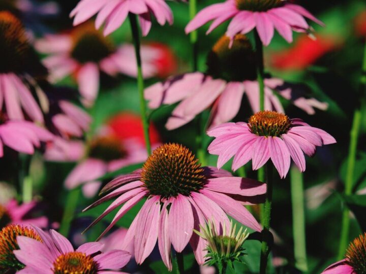 Czy jeżówka jest wieloletnia? Uprawa i zimowanie w ogrodzie