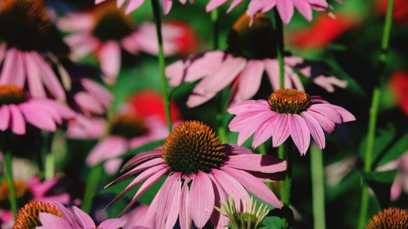 Czy jeżówka jest wieloletnia? Uprawa i zimowanie w ogrodzie