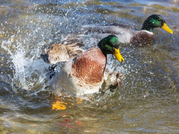 Czy kaczki jedzą ryby – naturalne zachowania żywieniowe