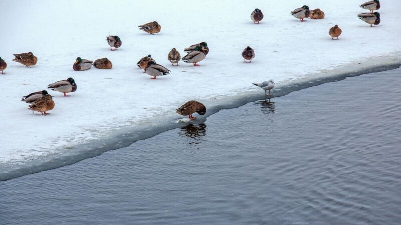 Czy kaczki odlatują na zimę – zachowania i migracje
