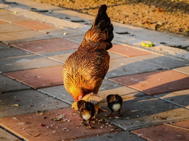 Czy kury mogą jeść chleb – czy to dobry pomysł?