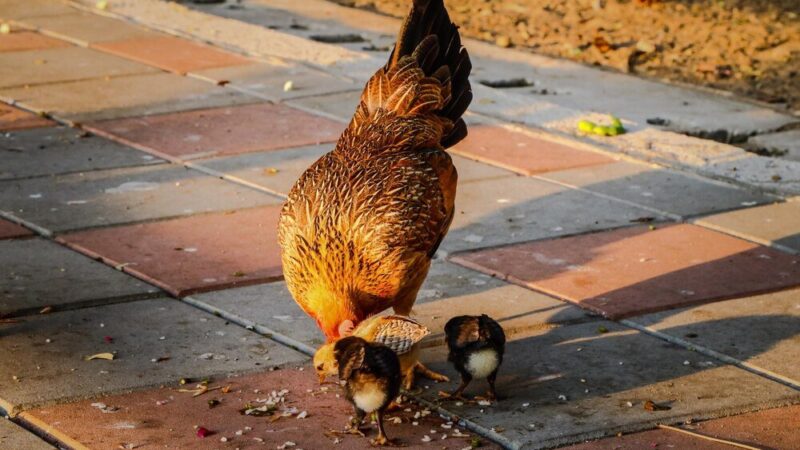 Czy kury mogą jeść chleb – czy to dobry pomysł?