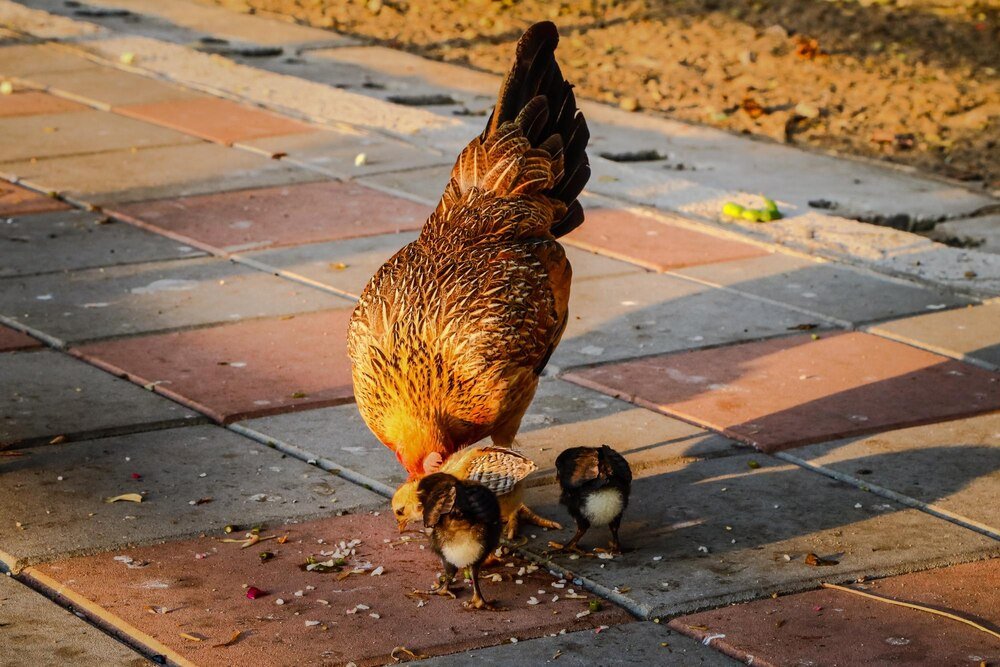 Czy kury mogą jeść chleb – czy to dobry pomysł?