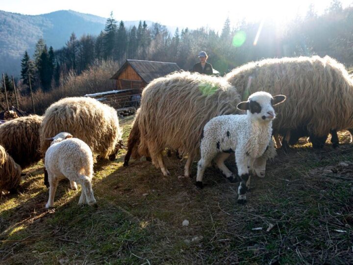 Czy owca daje mleko – wydajność i wykorzystanie w gospodarstwie