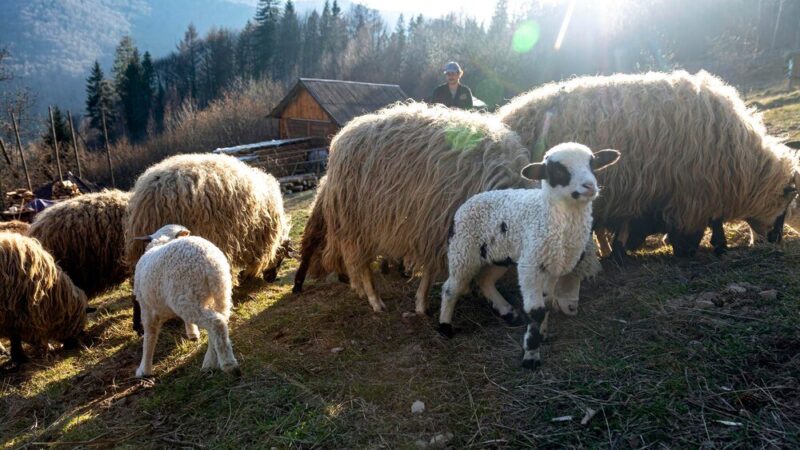 Czy owca daje mleko – wydajność i wykorzystanie w gospodarstwie