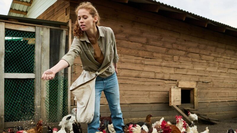 Czy w mieście można hodować kury – przepisy i ograniczenia