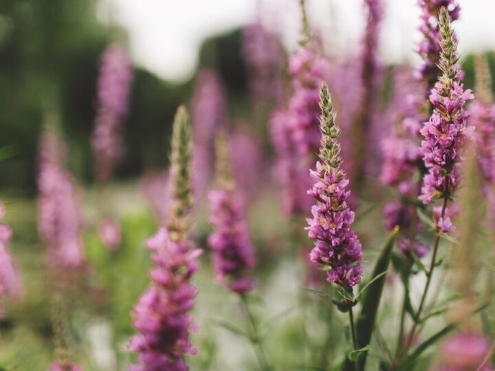 Czy wrzosy są wieloletnie?