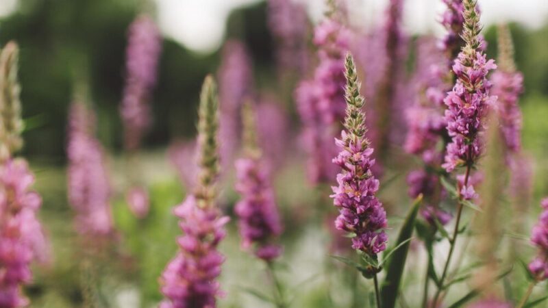 Czy wrzosy są wieloletnie?