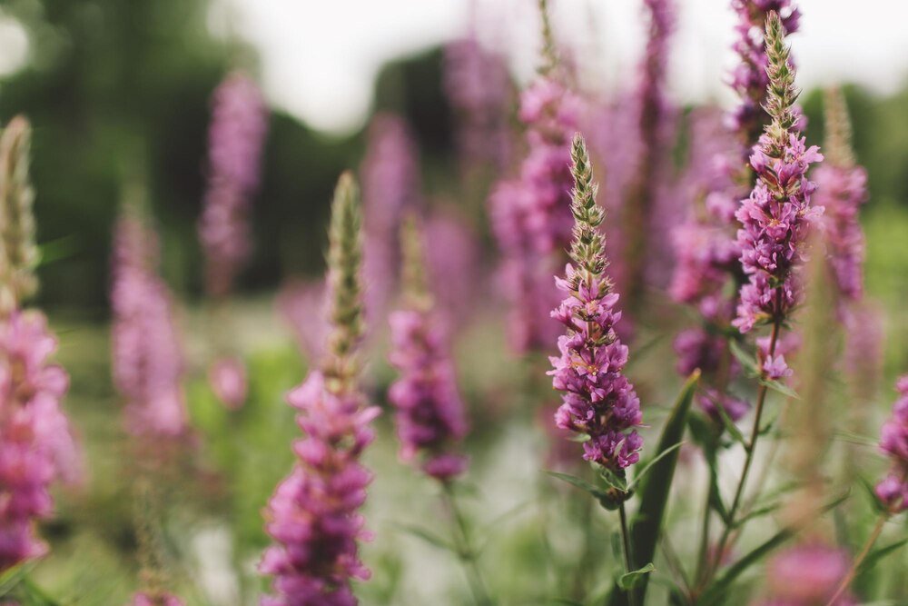 Czy wrzosy są wieloletnie?