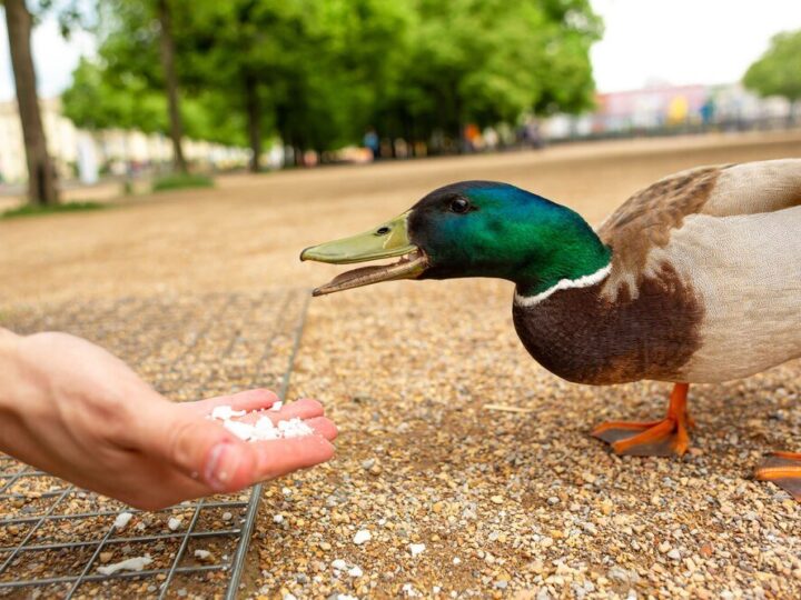 Czym karmić kaczki – bezpieczne i zdrowe jedzenie