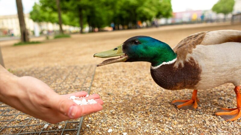 Czym karmić kaczki – bezpieczne i zdrowe jedzenie