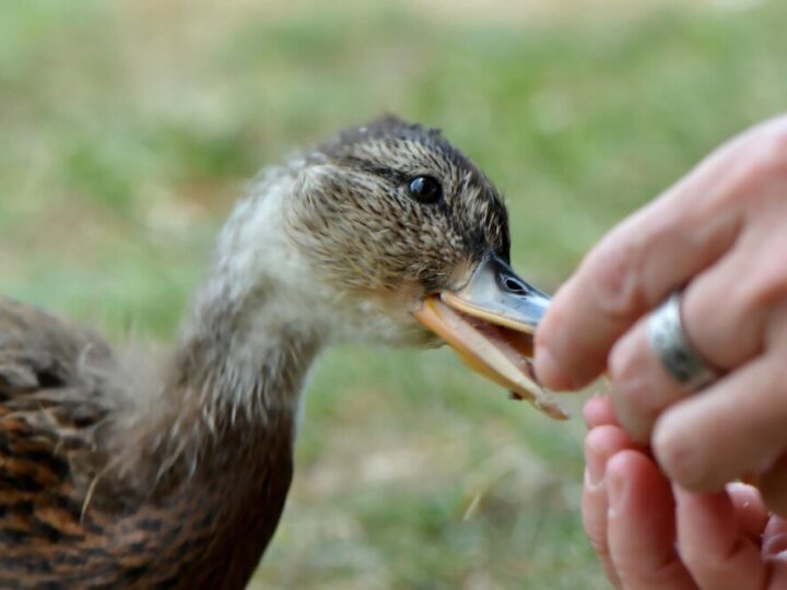 Czym karmić kaczki biegusy – zdrowe menu na podwórku