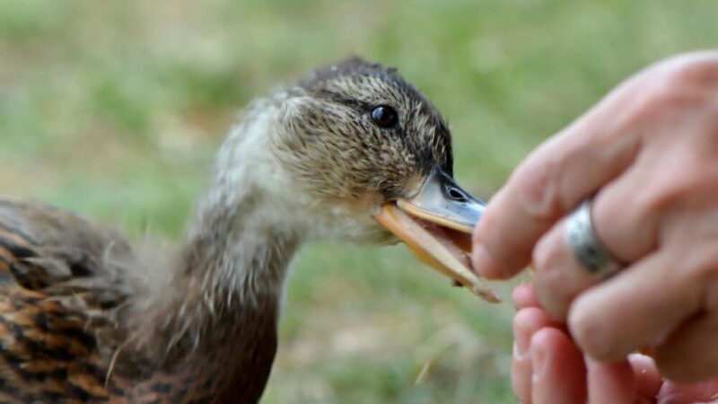Czym karmić kaczki biegusy – zdrowe menu na podwórku