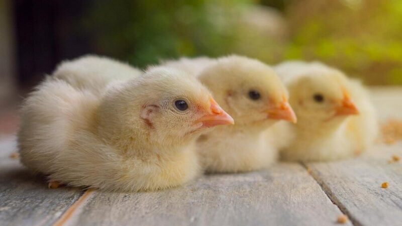 Czym karmić kurczaki po wykluciu – praktyczny poradnik
