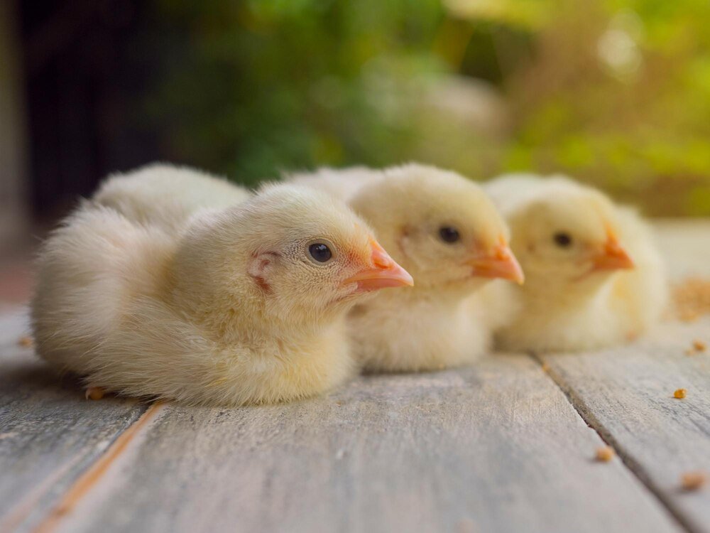 Czym karmić kurczaki po wykluciu – praktyczny poradnik