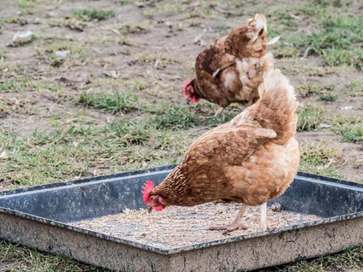 Czym karmić kury – żywienie niosek krok po kroku