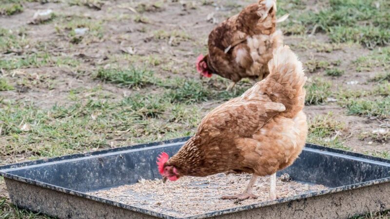 Czym karmić kury – żywienie niosek krok po kroku