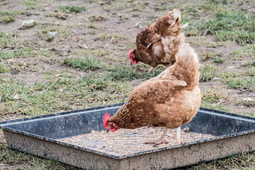 Czym karmić kury – żywienie niosek krok po kroku