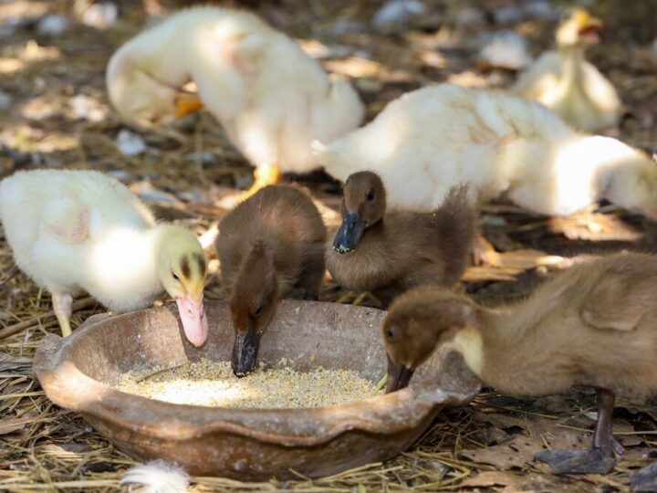 Czym można karmić kaczki – czego unikać, co podawać