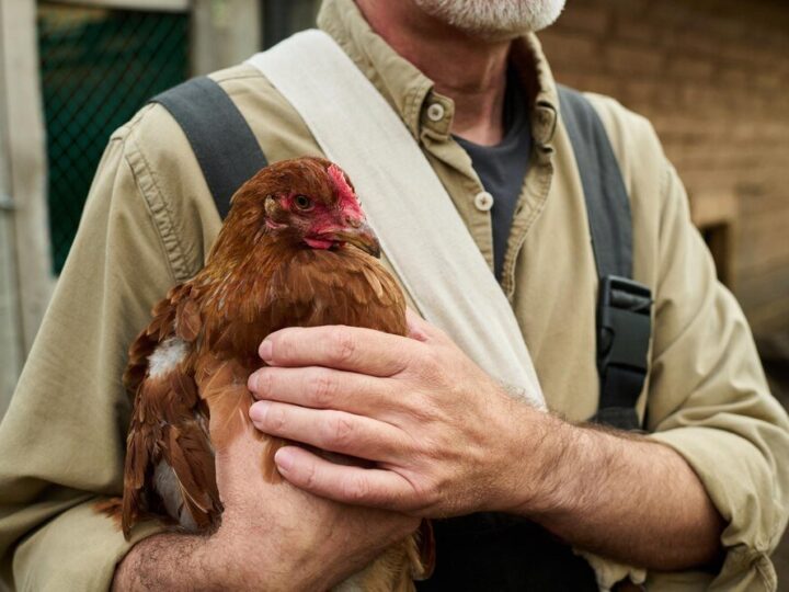 Czym odrobaczyć kury – skuteczne preparaty i terminy