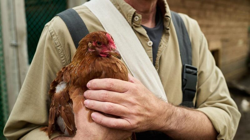 Czym odrobaczyć kury – skuteczne preparaty i terminy