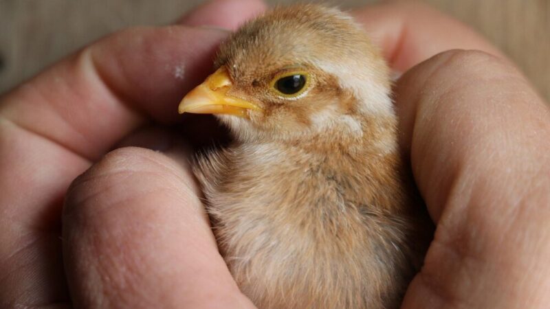 Dlaczego kurczaki zdychają w jajku – najczęstsze przyczyny i błędy inkubacji