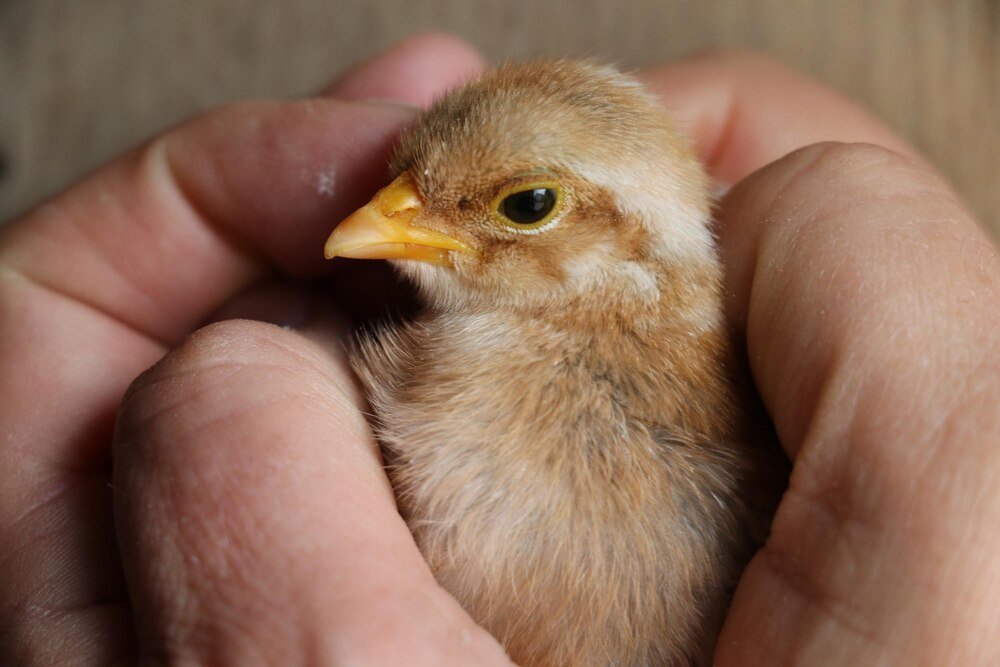 Dlaczego kurczaki zdychają w jajku – najczęstsze przyczyny i błędy inkubacji
